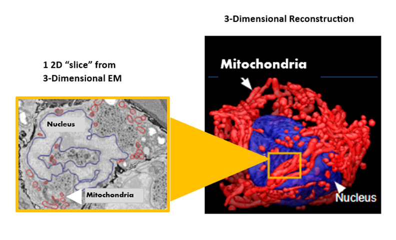 1 2D Slice from 3D EM and 3D Reconstruction Mitochondria and nucleus