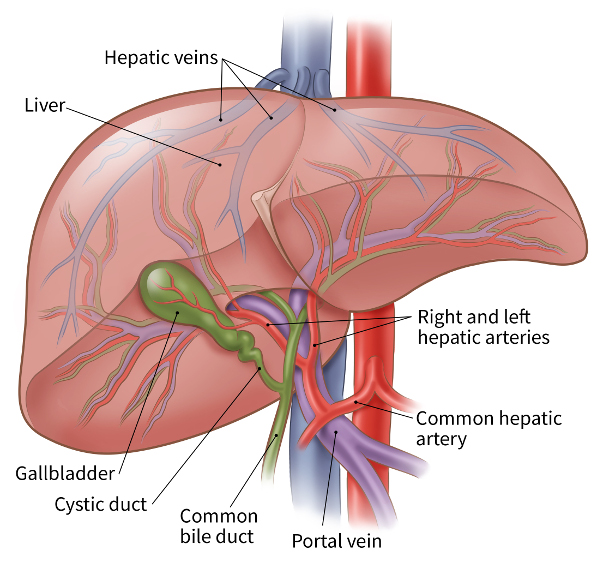illustration showing the blood supply to and from the liver/shows the liver, hepatic veins, right and left hepatic arteries, common hepatic artery, portal vein, common bile duct, cystic duct and gallbladder 