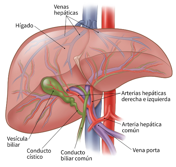 illustration showing the blood supply to and from the liver/shows the liver, hepatic veins, right and left hepatic arteries, common hepatic artery, portal vein, common bile duct, cystic duct and gallbladder 