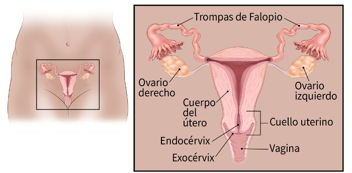 illustration showing the fallopian tubes, ovaries, body of uterus, vagina, exocervix, cervix and endocervix