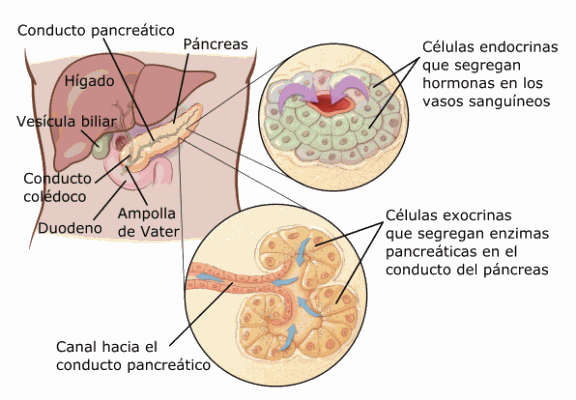 pancreas-anatomy-spanish.gif