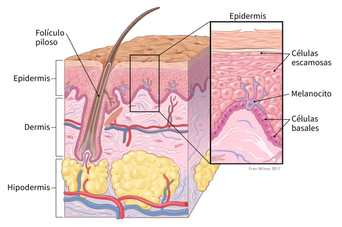 illustration showing cross section of the skin including location of hair follicle, epidermis, dermis and subcutis with details of the epidermis showing squamous cells, melanocyte and basal cells