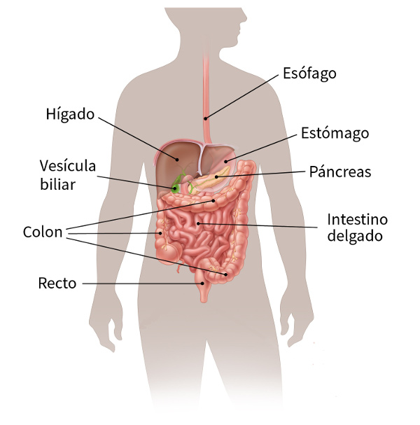 color illustration of the digestive system which shows the location of the esophagus, stomach, pancreas, rectum, colon, small intestine, gallbladder and liver